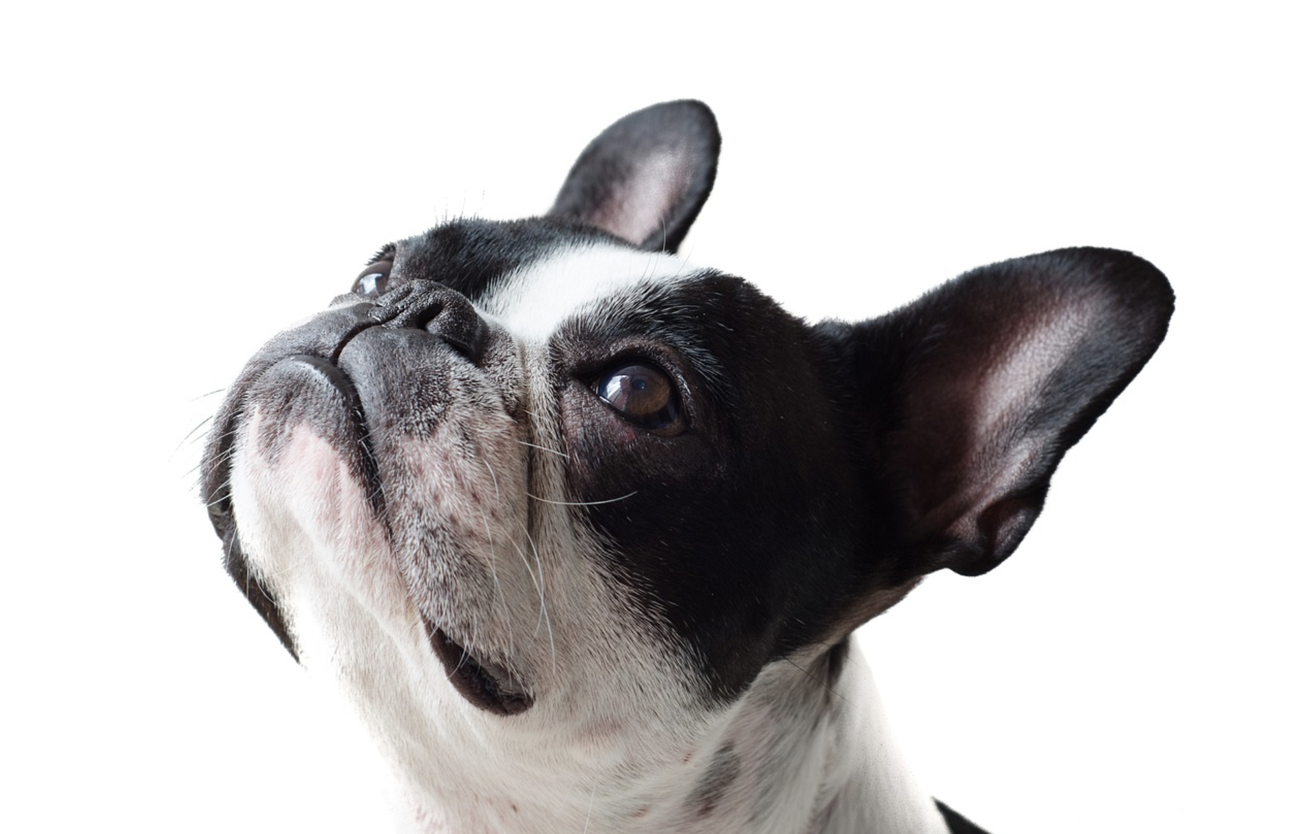 French Bulldog Picture